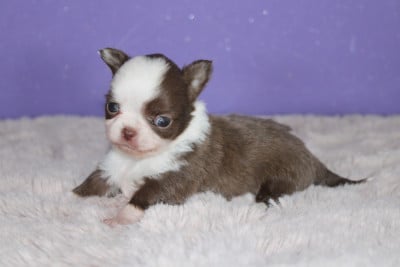 Les chiots de Chihuahua