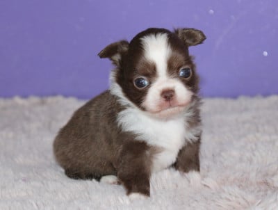 Les chiots de Chihuahua