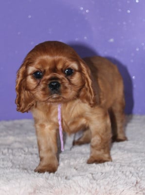 Les chiots de Cavalier King Charles Spaniel