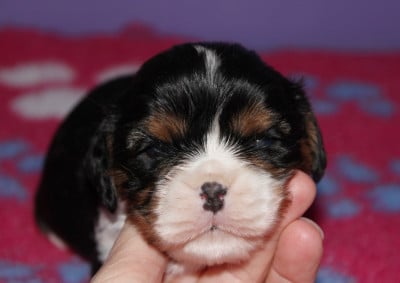 Les chiots de Cavalier King Charles Spaniel