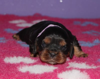 Les chiots de Cavalier King Charles Spaniel