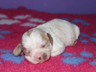Les chiots de Cavalier King Charles Spaniel