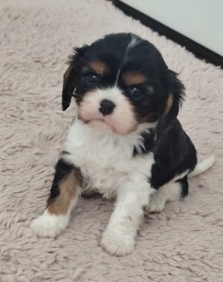 Les chiots de Cavalier King Charles Spaniel