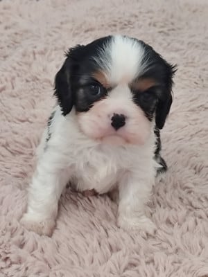 Les chiots de Cavalier King Charles Spaniel