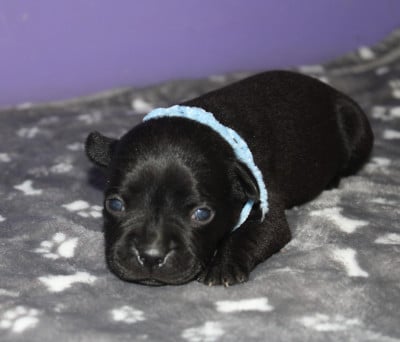 Les chiots de Staffordshire Bull Terrier