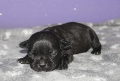 Les chiots de Staffordshire Bull Terrier