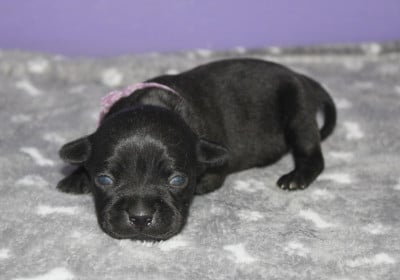 Les chiots de Staffordshire Bull Terrier