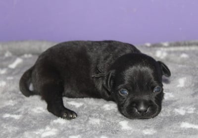 Les chiots de Staffordshire Bull Terrier