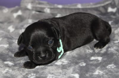 Les chiots de Staffordshire Bull Terrier