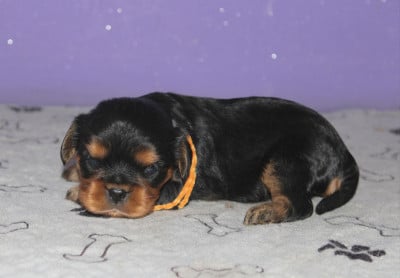 Les chiots de Cavalier King Charles Spaniel