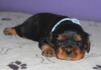 Les chiots de Cavalier King Charles Spaniel