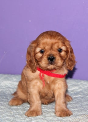 Les chiots de Cavalier King Charles Spaniel