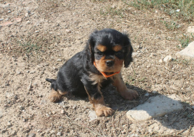 Les chiots de Cavalier King Charles Spaniel