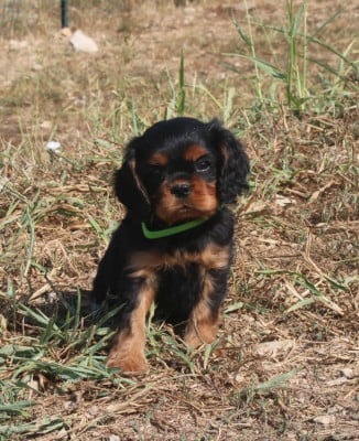 Les chiots de Cavalier King Charles Spaniel