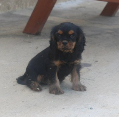 Les chiots de Cavalier King Charles Spaniel