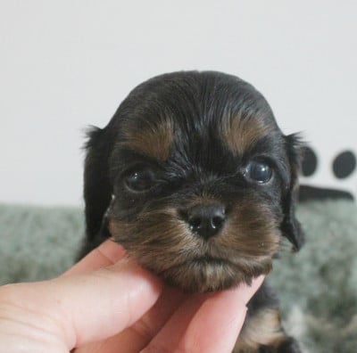 Chiot N°1 - Cavalier King Charles Spaniel