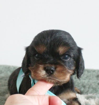 Cavalier King Charles Spaniel