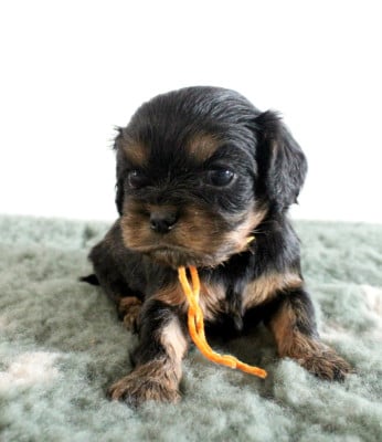Chiot N°3 - Cavalier King Charles Spaniel