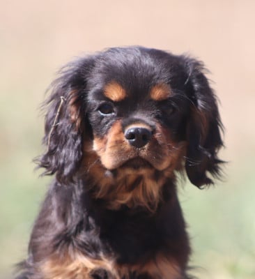 Les chiots de Cavalier King Charles Spaniel