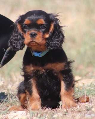 Les chiots de Cavalier King Charles Spaniel