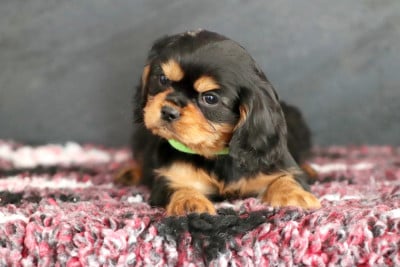 Les chiots de Cavalier King Charles Spaniel