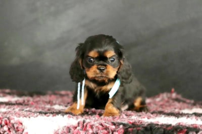 Les chiots de Cavalier King Charles Spaniel