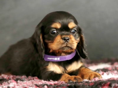 Les chiots de Cavalier King Charles Spaniel