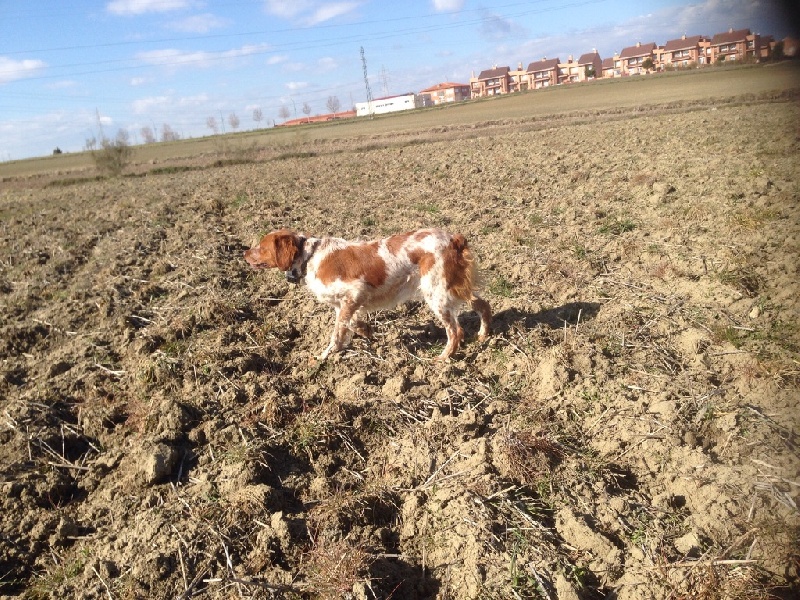 Publication : De Sabiyur