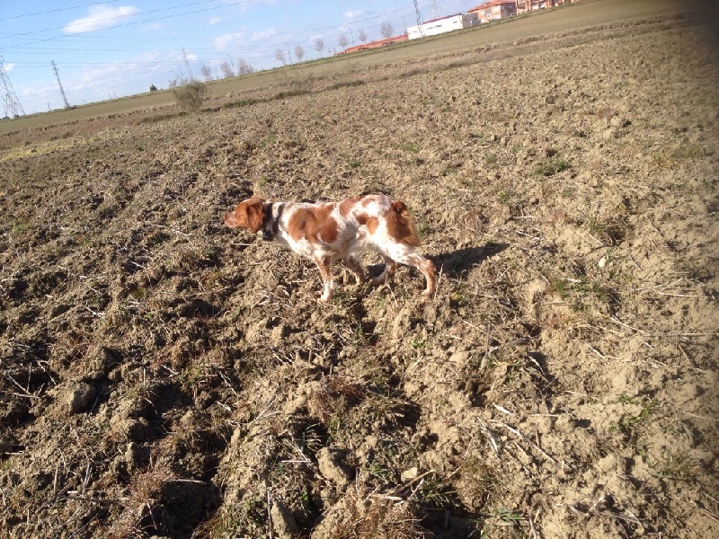 Publication : De Sabiyur