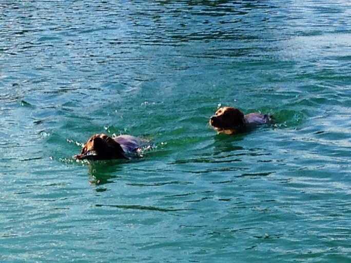 Publication : De Sabiyur Auteur : LUIS NAVA