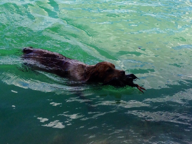 Publication : De Sabiyur Auteur : Luis nava