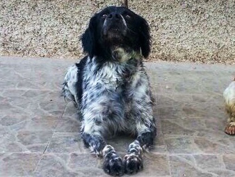 Publication : De Sabiyur Auteur : francisco alarcon