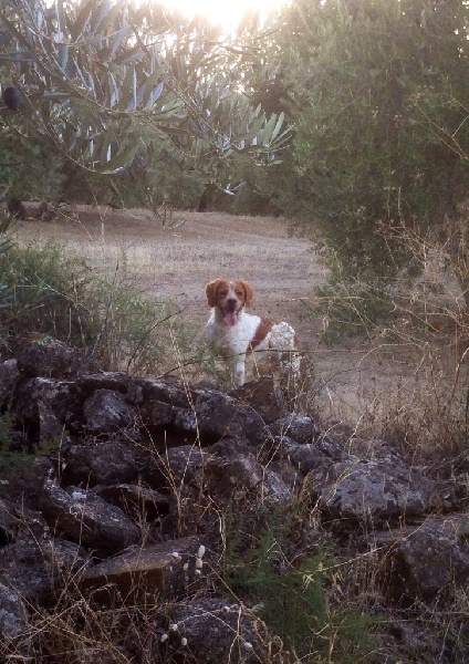 Publication : De Sabiyur Auteur : LUIS NAVA