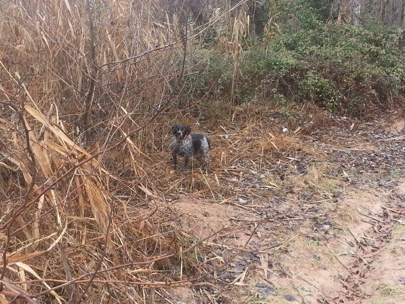 Publication : De Sabiyur Auteur : francisco alarcon