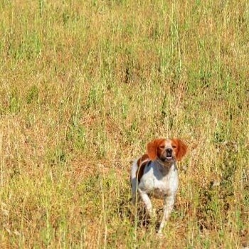 Publication : De Sabiyur Auteur : LUIS NAVA