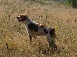 Publication : De Sabiyur