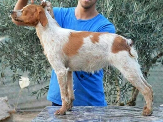 Publication : De Sabiyur Auteur : Luis nava