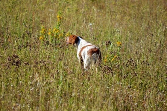 Publication : De Sabiyur Auteur : LUIS NAVA