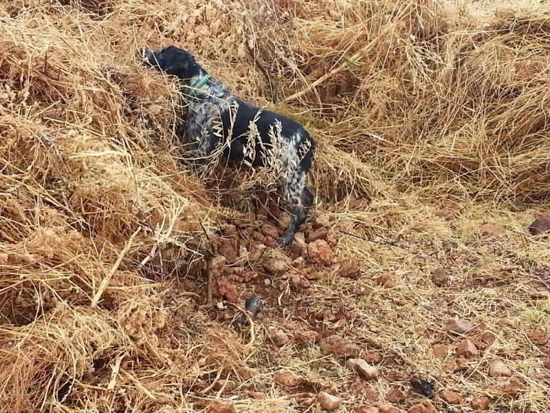 Publication : De Sabiyur Auteur : francisco alarcon