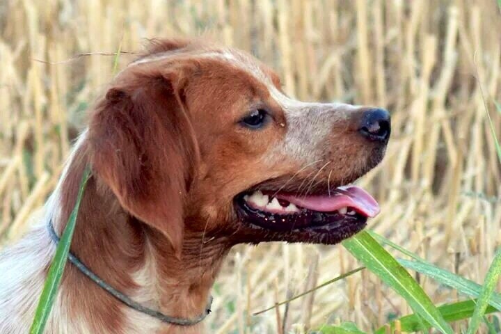 Publication : De Sabiyur Auteur : Luis nava