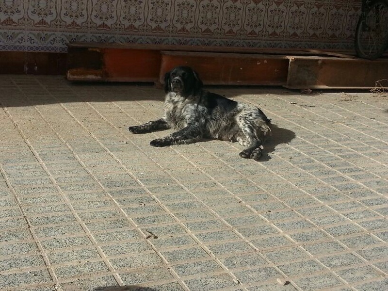 Publication : De Sabiyur Auteur : francisco alarcon