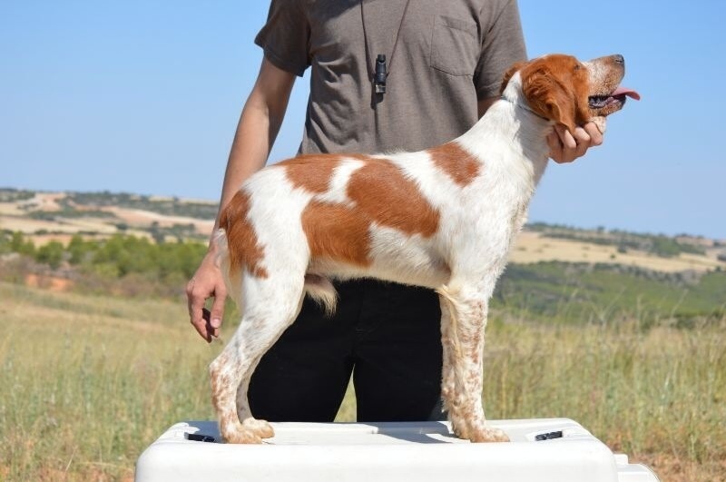 Publication : De Sabiyur Auteur : LUIS NAVA