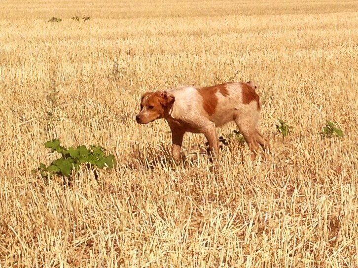 Publication : De Sabiyur Auteur : Luis nava