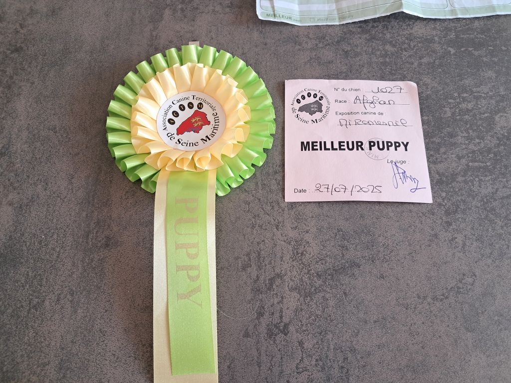 Abba Des Kimmidolls Kokeshi - 1ERE TRES PROMETTEUR MEILLEUR PUPPY