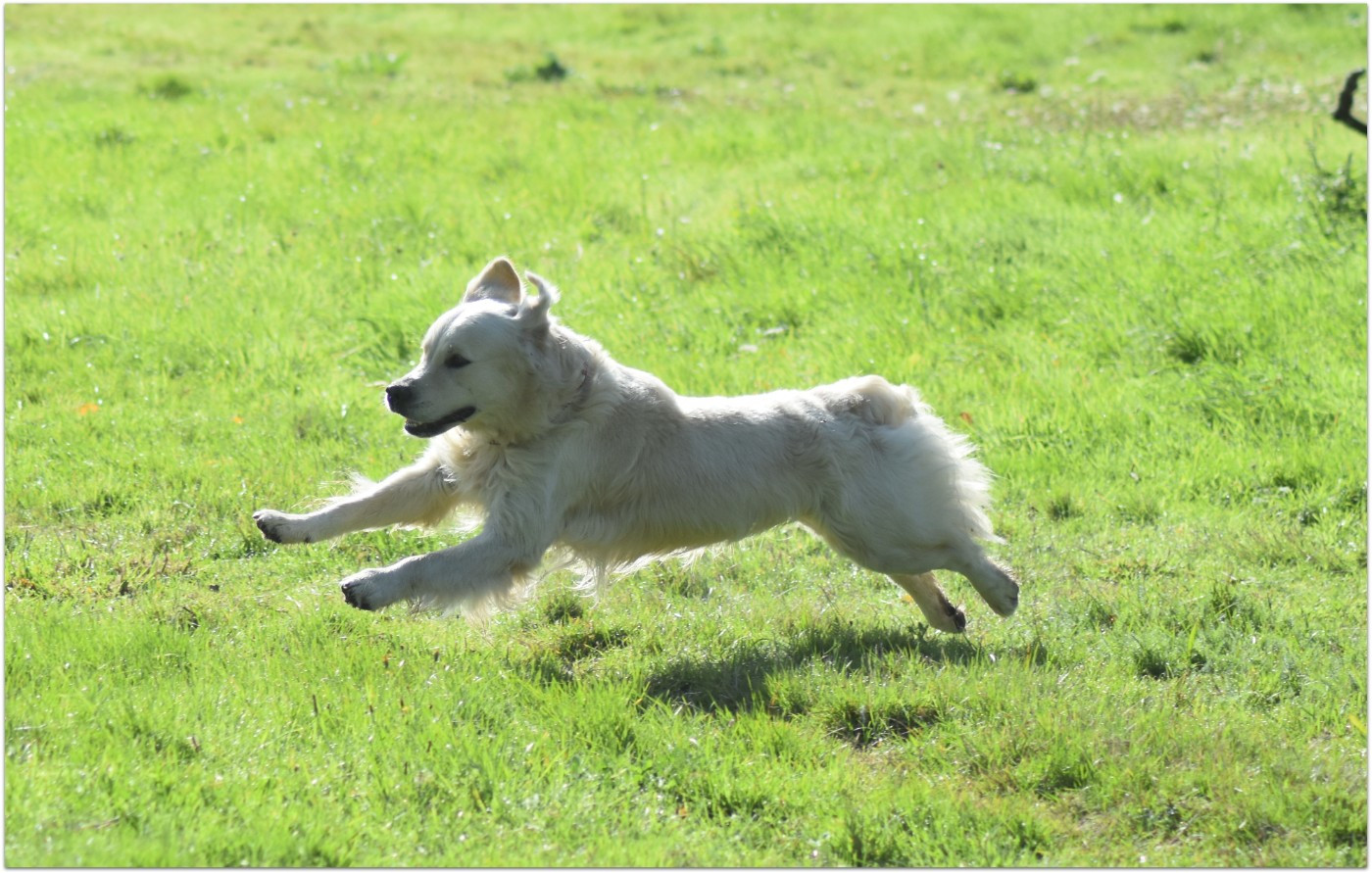 Unyk Dream des jardins d'Epona