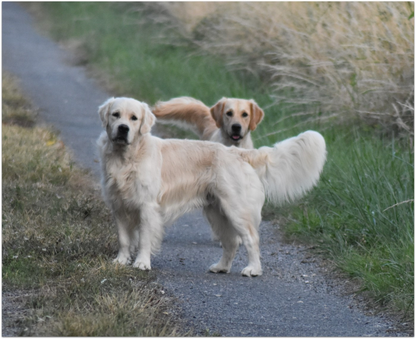 Unyk Dream des jardins d'Epona