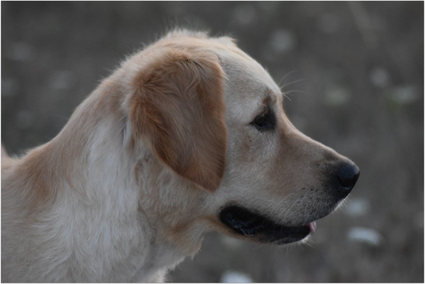 Tweeny des jardins d'Epona