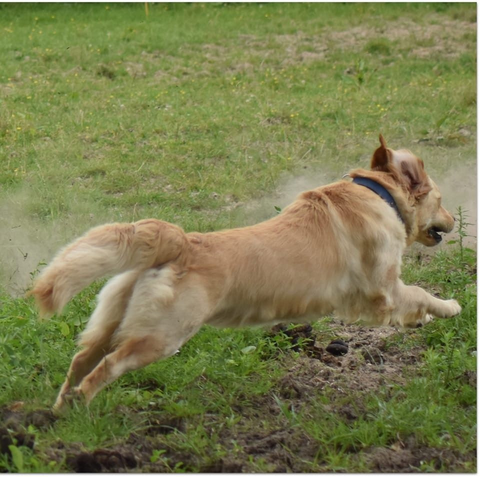 Tweeny des jardins d'Epona