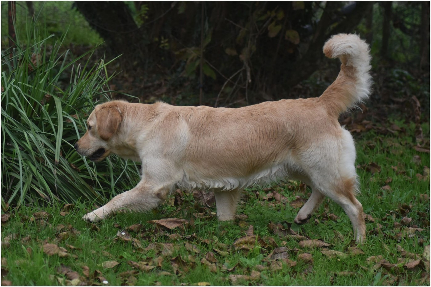 Tweeny des jardins d'Epona