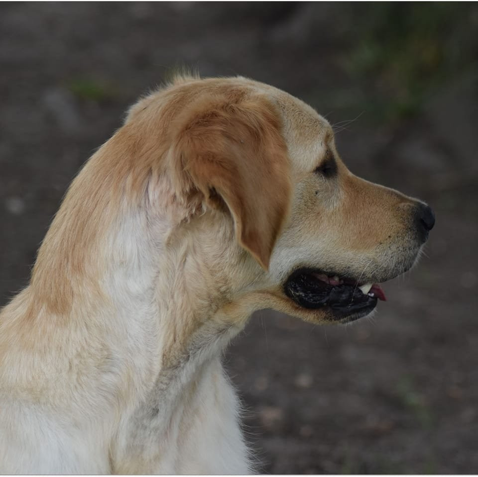 Tweeny des jardins d'Epona